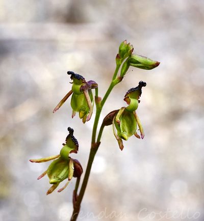 Caleana minor, photographed by Brendan Costello