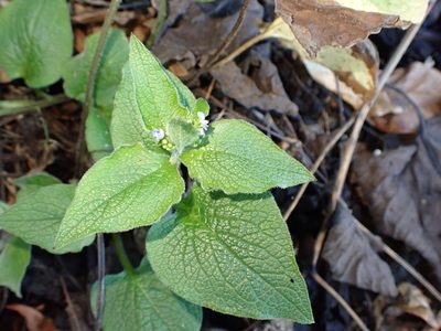 Brunnera macrophylla, photographed by SK53