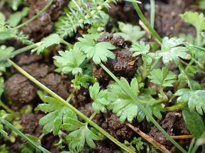 Alchemilla arvensis, photographed by SK53