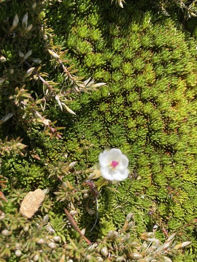 Drosera murfetii, photographed by krumpianking