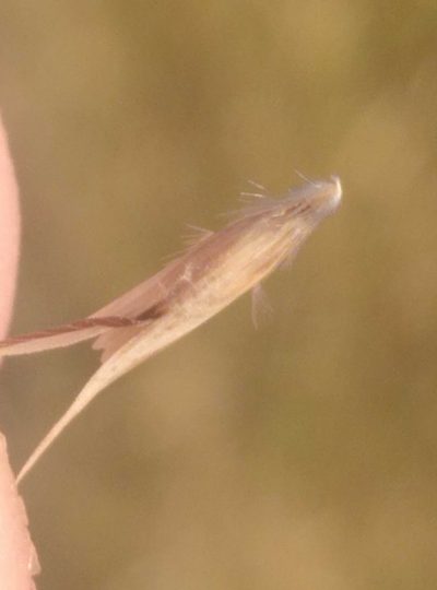 Rytidosperma clavatum, photographed by Joe Potter Butler