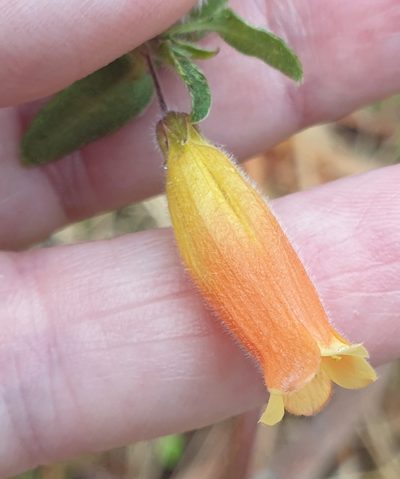 Marianthus bignoniaceus, photographed by Rosalie Lawrence