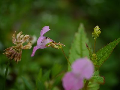 Impatiens chungtienensis, photographed by Dinesh Valke