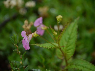 Impatiens chungtienensis, photographed by Dinesh Valke