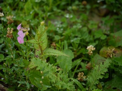Impatiens chungtienensis, photographed by Dinesh Valke