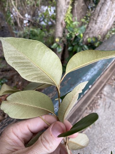 Amorphospermum antilogum, photographed by Greg Tasney