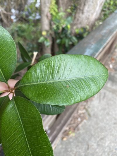 Amorphospermum antilogum, photographed by Greg Tasney