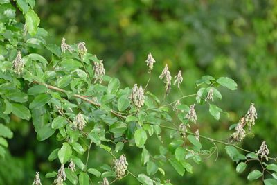 Griffonia simplicifolia, photographed by Jean-Paul Boerekamps
