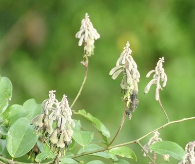 Griffonia simplicifolia, photographed by Jean-Paul Boerekamps