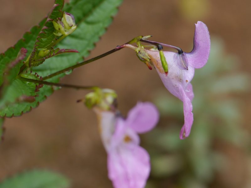 Impatiens chungtienensis, photographed by Dinesh Valke