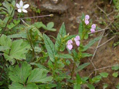 Impatiens chungtienensis, photographed by Dinesh Valke