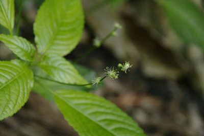 Mercurialis leiocarpa, photographed by Eric Knight