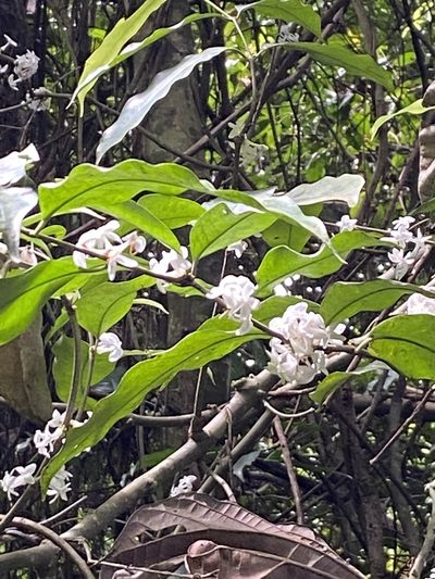 Pleiocarpa mutica, photographed by Jean-Paul Boerekamps