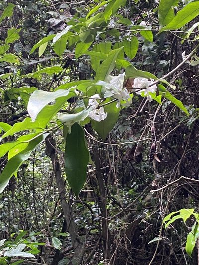 Pleiocarpa mutica, photographed by Jean-Paul Boerekamps