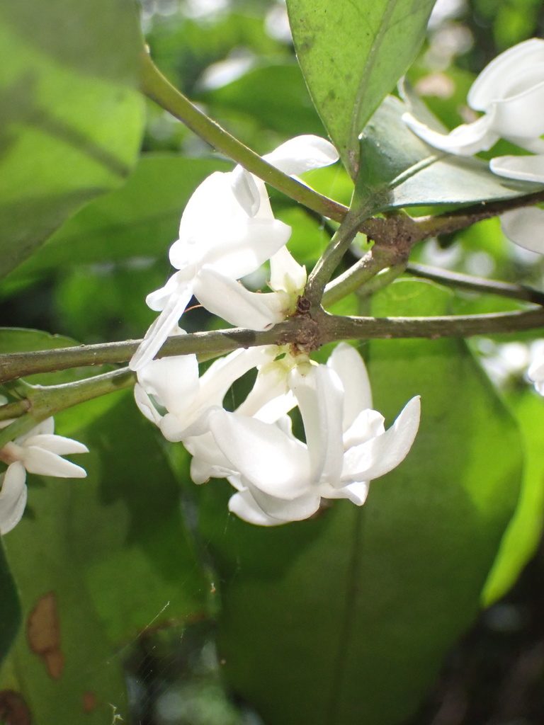 Pleiocarpa mutica, photographed by Jean-Paul Boerekamps