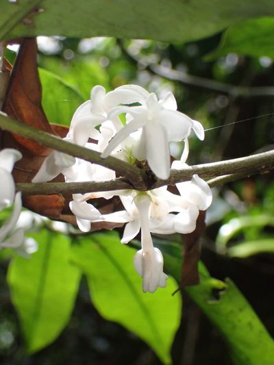 Pleiocarpa mutica, photographed by Jean-Paul Boerekamps