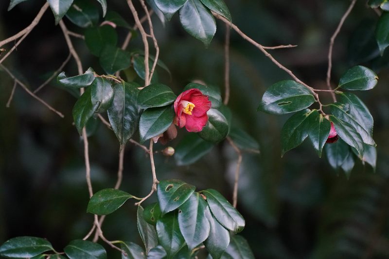 Camellia japonica, photographed by WATANABE Hitoshi 渡辺仁