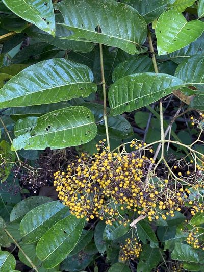 Harungana madagascariensis, photographed by Jean-Paul Boerekamps