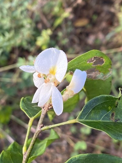 Baphia nitida, photographed by Jean-Paul Boerekamps