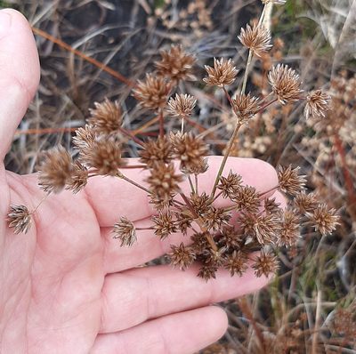 Juncus capensis, photographed by Eugene Hahndiek