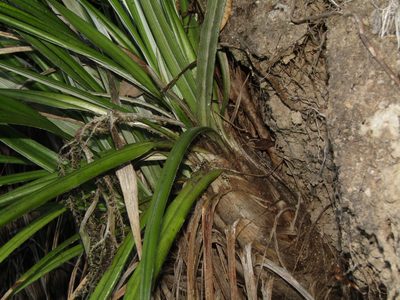 Astelia banksii, photographed by Saryu Mae 前 朝琉