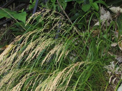 Poa anceps, photographed by Saryu Mae 前 朝琉