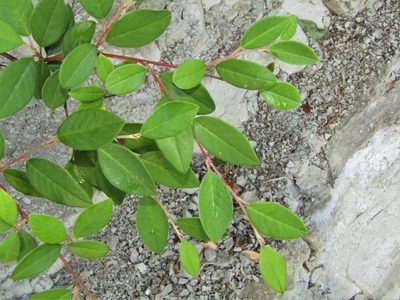Cotoneaster glaucophyllus, photographed by Saryu Mae 前 朝琉