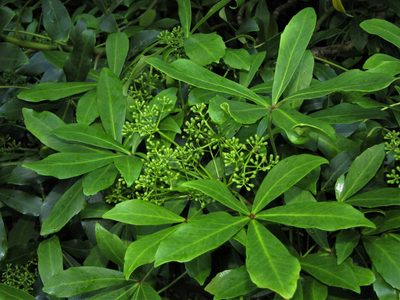 Pseudopanax lessonii, photographed by Saryu Mae 前 朝琉