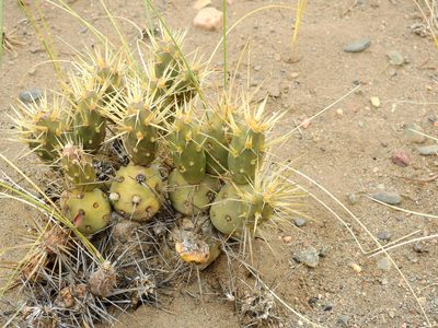 Maihueniopsis ovata, photographed by Guillermo Debandi