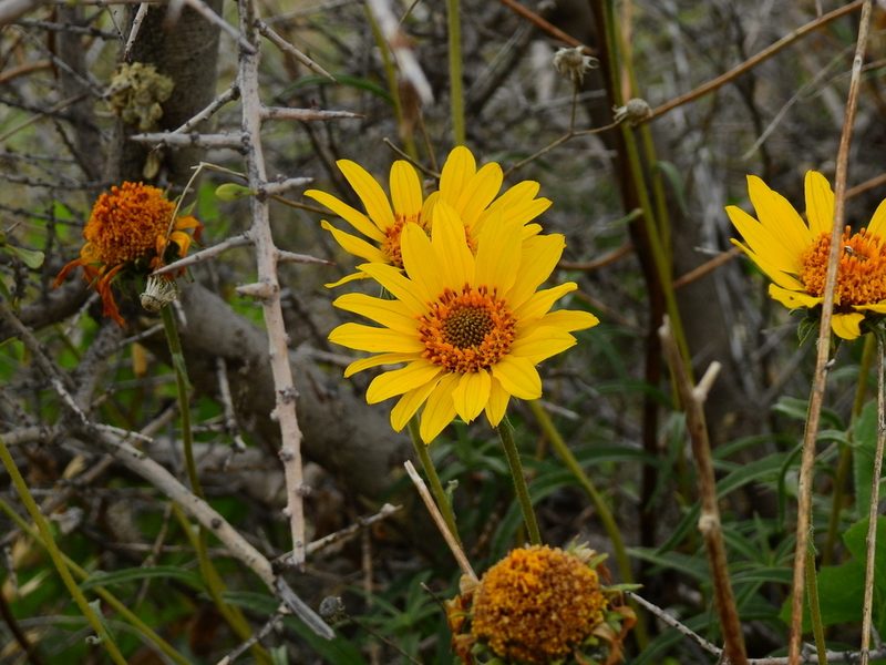 Viguiera gilliesii, photographed by Guillermo Debandi