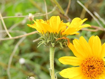Viguiera gilliesii, photographed by Guillermo Debandi