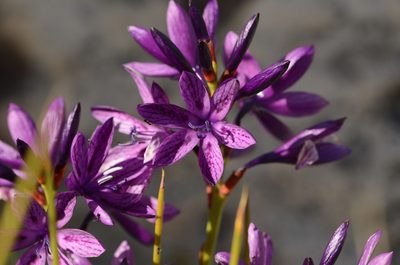 Thereianthus bracteolatus, photographed by Seth Musker