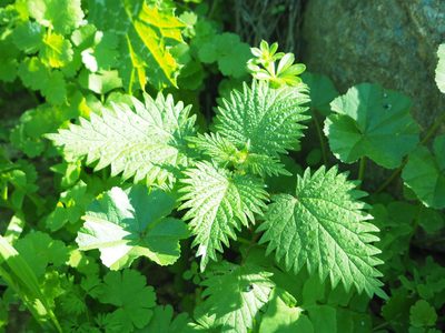 Urtica pilulifera, photographed by Andra Waagmeester