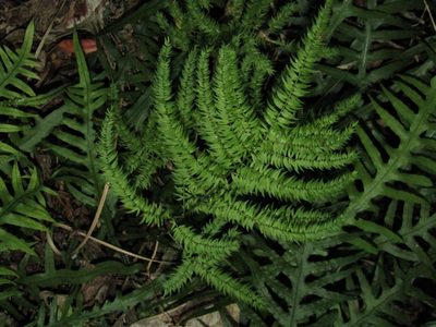 Asparagus scandens, photographed by Saryu Mae 前 朝琉