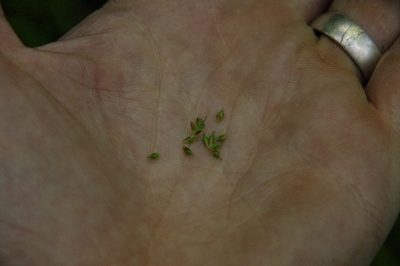 Carex pisiformis, photographed by Eric Knight