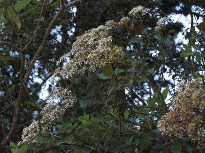 Olearia furfuracea, photographed by Saryu Mae 前 朝琉