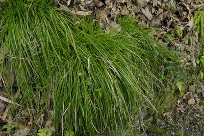 Carex pisiformis, photographed by Eric Knight