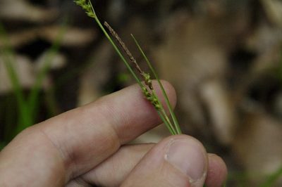 Carex pisiformis, photographed by Eric Knight
