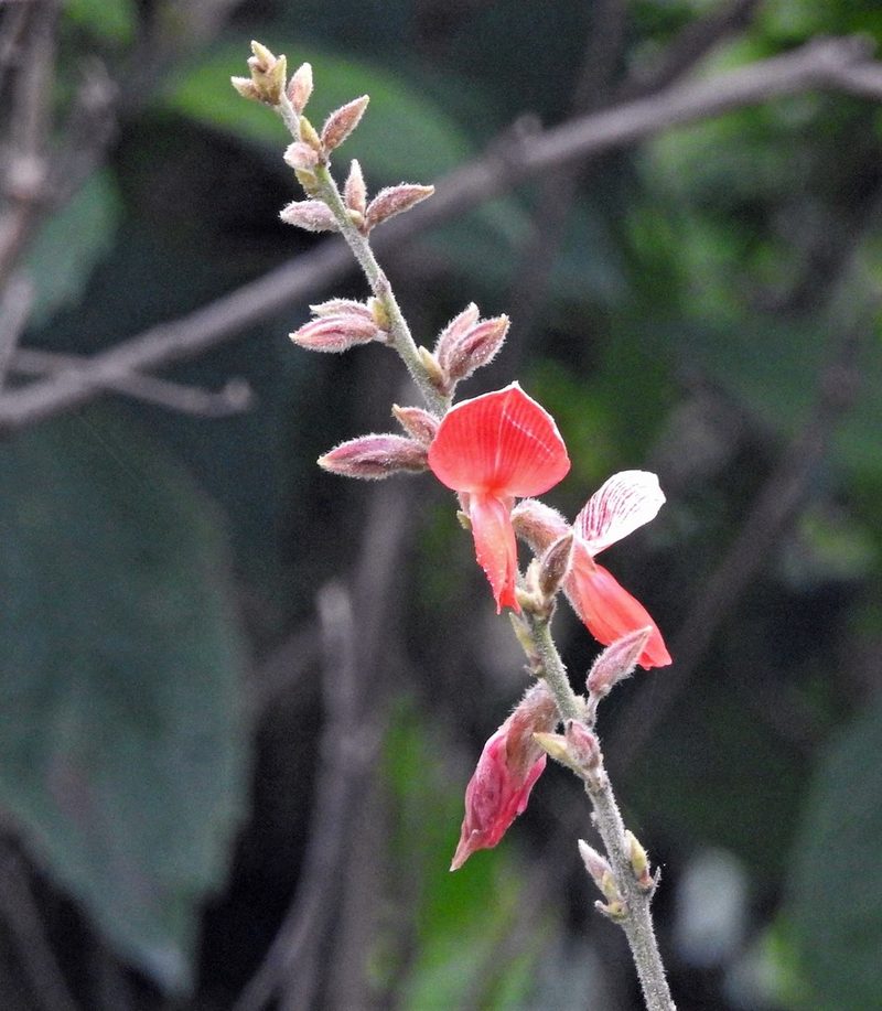 Cerradicola praeandina, photographed by Hugo Hulsberg