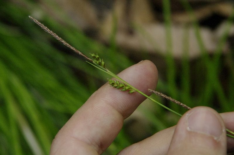 Carex pisiformis, photographed by Eric Knight
