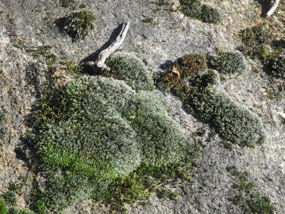 Grimmia laevigata, photographed by Michael J. Papay