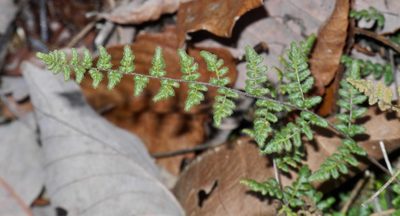 Myriopteris lanosa, photographed by Michael J. Papay