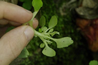 Chrysosplenium tosaense, photographed by Eric Knight