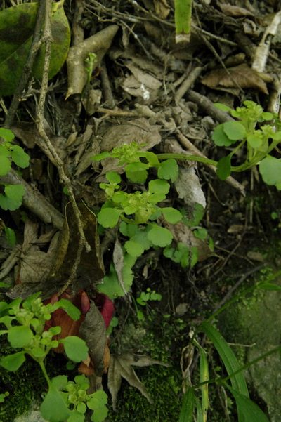 Chrysosplenium tosaense, photographed by Eric Knight
