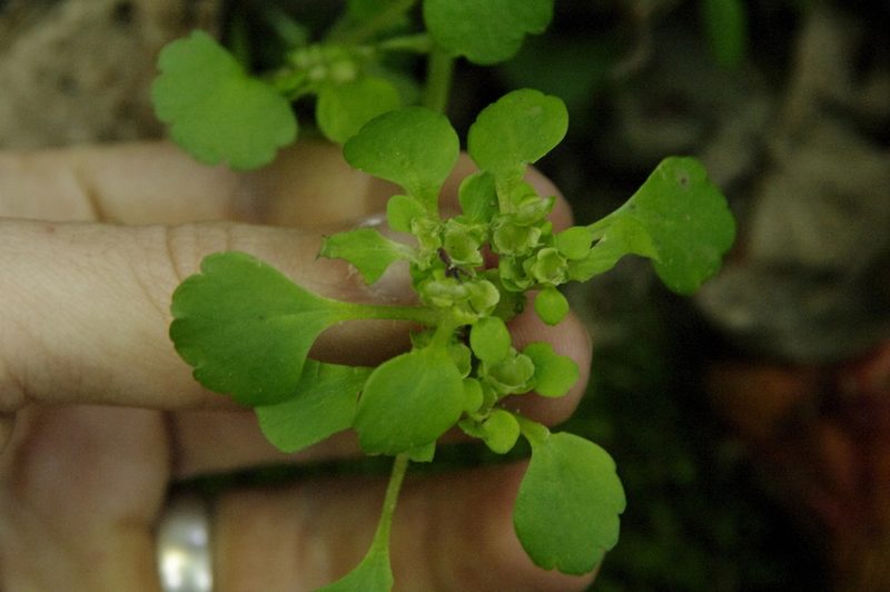 Chrysosplenium tosaense, photographed by Eric Knight