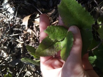Knowltonia capensis, photographed by Jeremy Gilmore