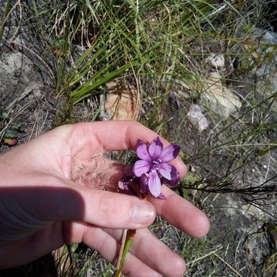 Thereianthus bracteolatus, photographed by Jeremy Gilmore