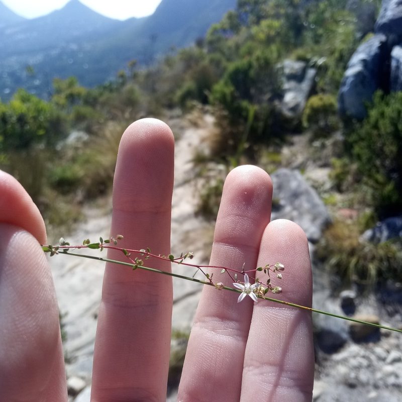 Wahlenbergia parvifolia, photographed by Jeremy Gilmore