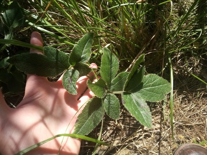 Knowltonia capensis, photographed by Jeremy Gilmore