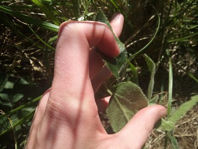 Knowltonia capensis, photographed by Jeremy Gilmore